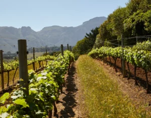 RESSONÀNCIA SILVESTRE i TAST CONSCIENT