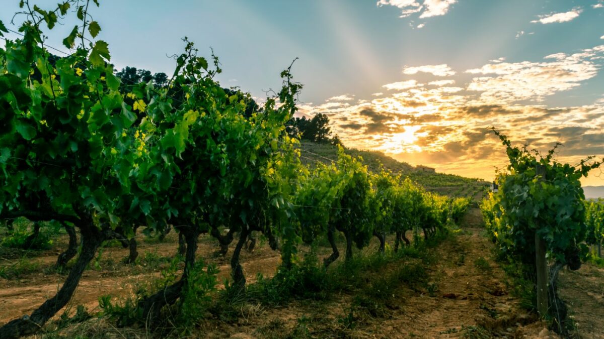 Wine experiences