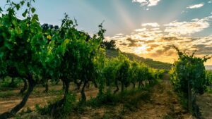 Wine experiences