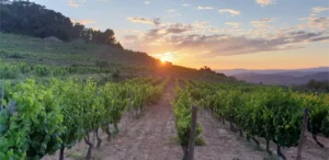 WALK AND TASTING THROUGH THE VINEYARDS